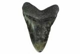 Fossil Megalodon Tooth - South Carolina #135454-2